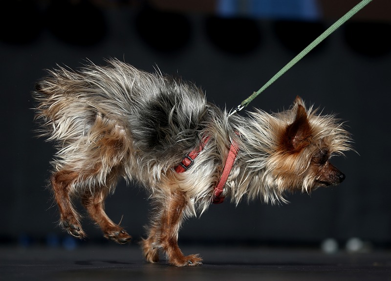 Петалума, США, 21 июня. В городе проходит 25-й всемирный конкурс на самую некрасивую собаку. На подиум «приглашается» померанский шпиц по кличке «Мэйзи браун». Фото: Justin Sullivan/Getty Images 