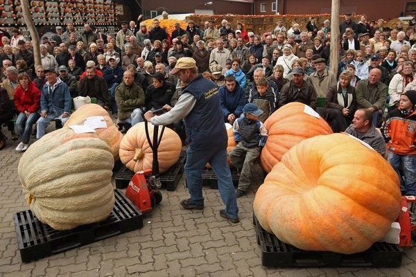 Фестиваль тыквы в Брэндоне, окраине Берлина. Фото: Sean Gallup/Getty Images