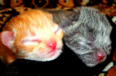 Новорождённые котята. Фото: Светлана Анпилова/Великая Эпоха