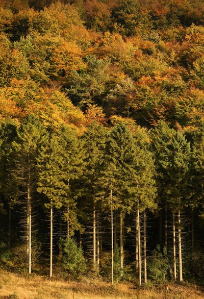 Золотая осень в Англии. Фото: Getty Images