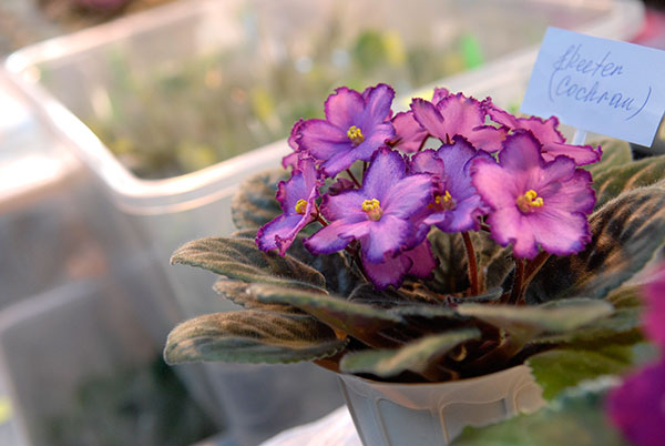 Выставка комнатных фиалок (сенполий) открылась в Киеве 11 февраля 2010 года. Фото Владимир Бородин. Фото: Владимир Бородин/The Epoch Times