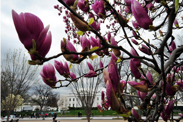 Вашингтон, округ Колумбия. Фото: JEWEL SAMAD/AFP/Getty Images