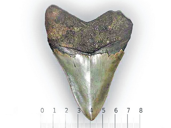 Это зуб акулы Мегалодон, по заверению продавца. Фото: «Сегодня»
