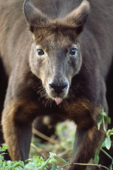 Фото: Belinda Wright/National Geographic/Getty Images