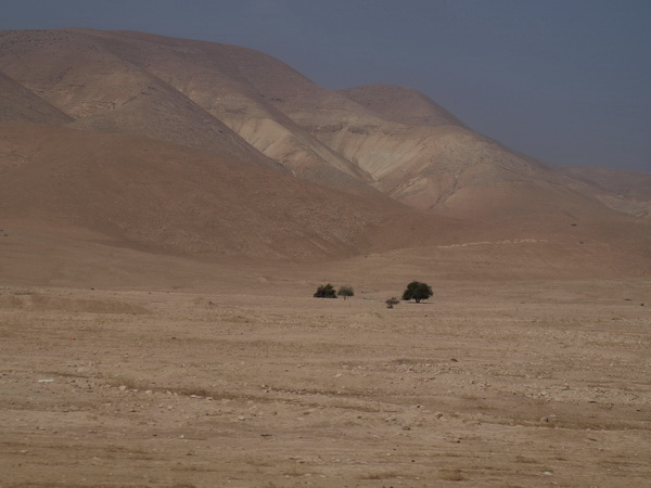 От Иерусалима до Афулы через Иорданскую долину. Заблудившиеся в пустыне деревья. Фото: Хава Тор/The Epoch Times