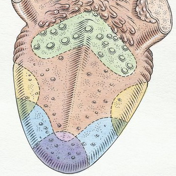 Сладкий вкус мы чувствуем кончиком языка, горькое - идентифицируется вкусовыми рецепторами корня, а с боков расположены зоны кислого и соленого. Фото: Dorling Kindersley/Getty Images