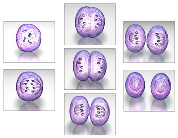 Основная функция стволовых клеток - деление и последующая специализация в более сложные виды. Фото: 3D4Medical.com/ Getty Images