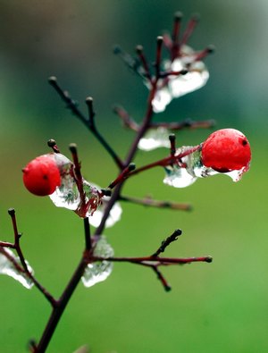 Хотя осень и зима следуют друг за другом, но в каждый из этих сезонов питание имеет свои особенности. Фото: Brian Gomsak/Getty Images