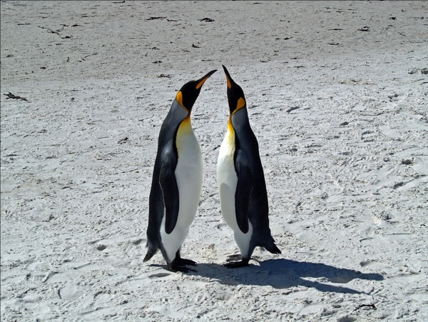 Императорские пингвины. Фото: Ahp/stockfreeimages.com