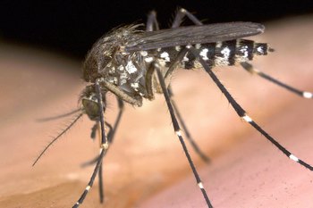 Укус комара самый безопасный. Однако и он может пройти не без последствий, вызвав отёк. Фото: Tom Ervin/Getty Images