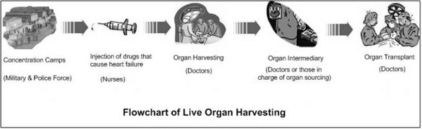 Эта диаграмма составлена на основе информации, переданной Анни – она иллюстрирует процесс извлечения органов у живых последователей Фалуньгун.