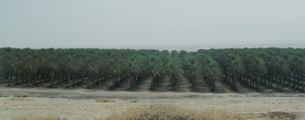 От Иерусалима до Афулы через Иорданскую долину. Иорданская долина, пальмовые рощи. Фото: Хава Тор/The Epoch Times