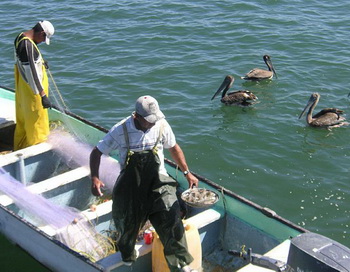 Морской заповедник Тополобампо - залив богатый тунцами, креветками, моллюсками, устрицами, эскалопами и крабами. Фото с сайтаtheepochtimes.com