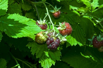 Лесные ягоды и плоды для вашего здоровья. Фото: morguefile.com