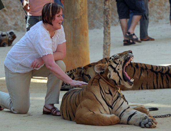 Туристка фотографируется с тигром. Фото: PORNCHAI KITTIWONGSAKUL/AFP/Getty Images