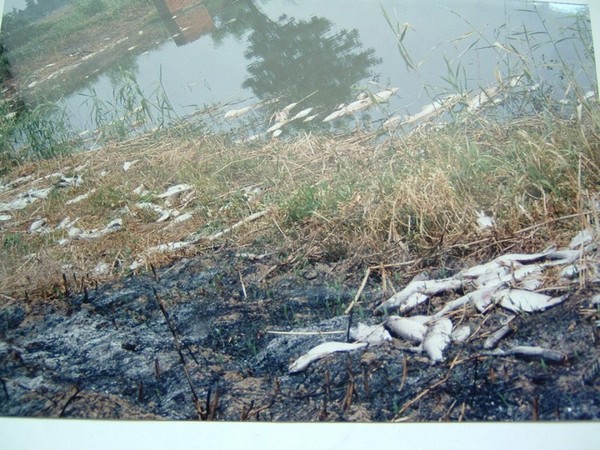 Проблема загрязнения экологии в Китае является одной из самых чувствительных тем. Озеро Тайху. Фото предоставил У Лихун
