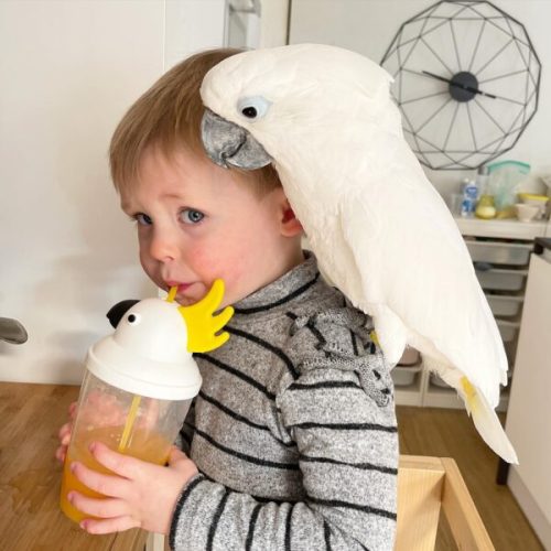 Фото: (Любезно предоставлено @marnithecockatoo и Marni the Cockatoo)