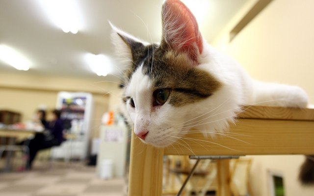 Кошки продлевают жизнь своих хозяев на 10 лет. Кошачье кафе Nekorobi Cat Cafe в Японии. Фото: Junko Kimura/Getty Images