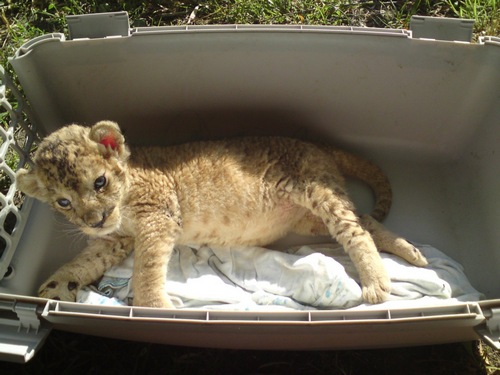 В Одесском зоопарке родились сразу три львенка. Львята и мама чувствуют себя отлично. Фото: МОСТ-Одесса