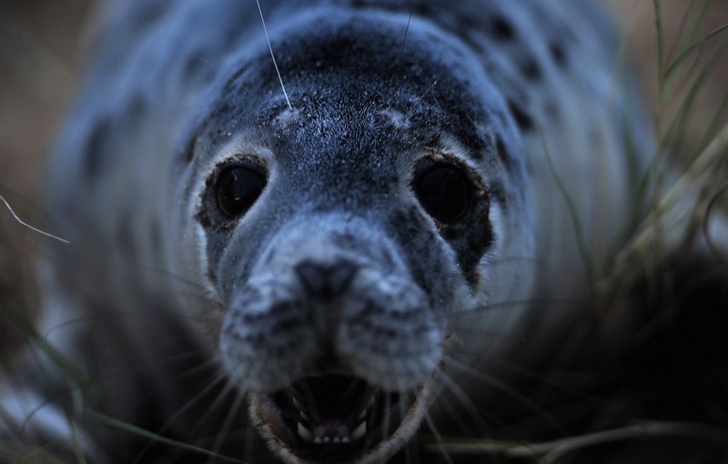 Сірий тюлень. Фото: Jamie McDonald/Getty Images