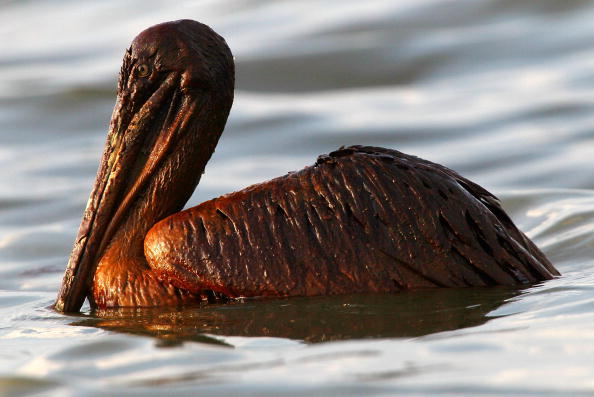 Разрастающееся нефтяное пятно в Мексиканском заливе. Коричневый пеликан, покрытый слоем нефти, плавает в водах залива. Фоторепортаж. Фото: Win McNamee/Getty Images