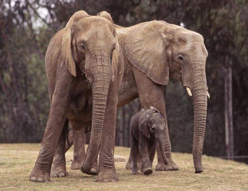 фото: Ken Bohn/San Diego Zoo via Getty Images