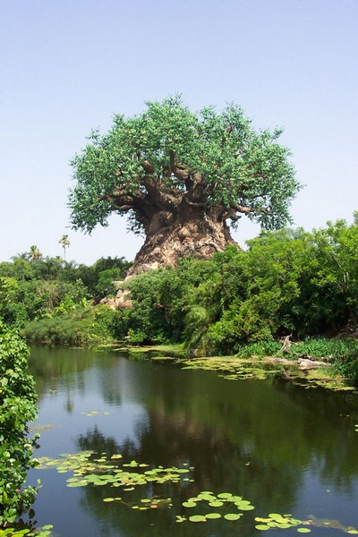 Жизнь уникального дерева. Фото с secretchina.com