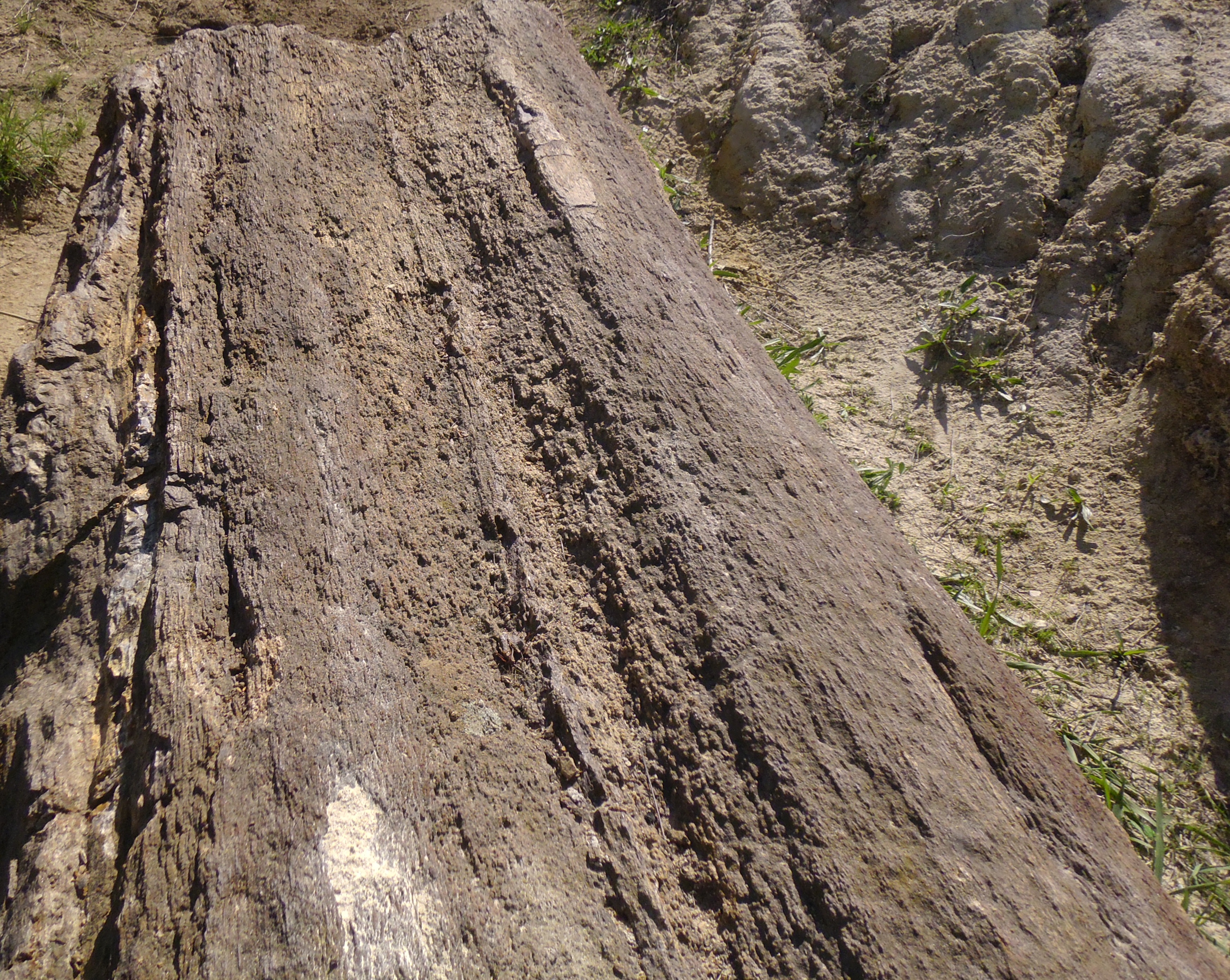 Найбільший стовбур скам'янілого дерева, розташований, в кінці кар'єра з правого його боку. Фото: Мілостнова Росіна/The Epoch Times Україна