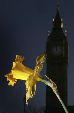 У Лондоні перед будівлею Big Ben розцвіли нарциси. Фото: Chris Jackson/Getty Images