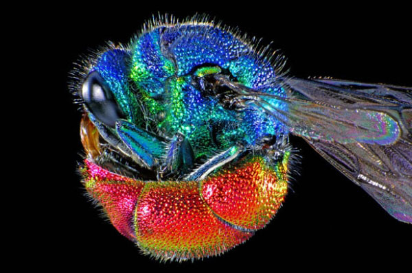 Мікрофотографія золотої оси Chrysis ignita. Цей вид комах легко упізнати за їхнім яскравим забарвленням. У випадку небезпеки оса має здатність згортатися у м'ячик. Золота оса є паразитоїдом, який зазвичай врешті убиває свого хазяїна, бджолу. Фото: life.