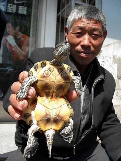 «Черепаха-тыква» из города Хуайбэй провинции Аньхой. Фото: The Epoch Times