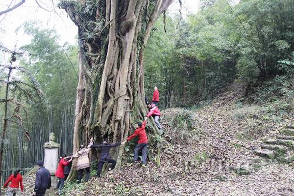 Тысячелетнее баньяновое дерево. Провинция Сычуань. Фото с epochtimes.com