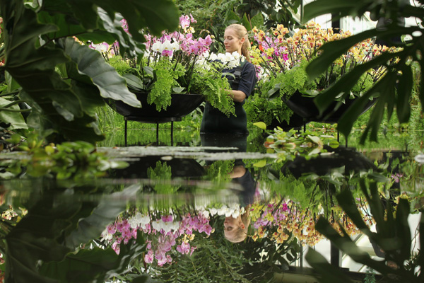 В Королівському Ботанічному Саду Великобританії Кью Гарденз 5 лютого 2011 в оранжереї принцеси Уельської відкривається щорічний фестиваль тропічних рослин. Фото: Oli Scarff/Getty Images