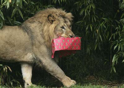 Лев несе загорнуту коробку з подарунками. Фото: Джастін Суліван/Getty Images