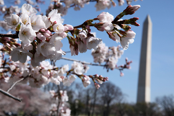 Фестиваль цветения вишни в Вашингтоне. Фото: Alex Wong/Getty Images 