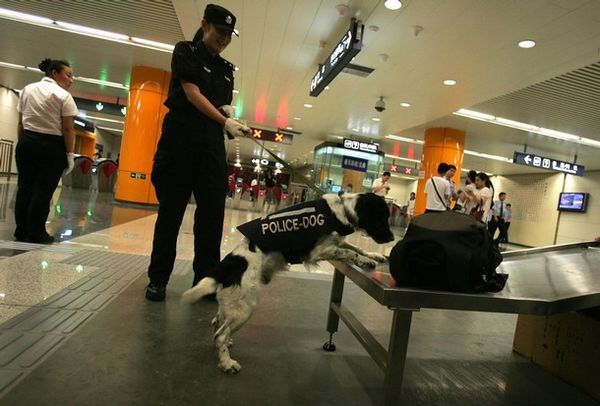 13 июля. Пекин. Полицейские с собаками проверяют вещи пассажиров пекинского метро. Фото: China Photos/Getty Images