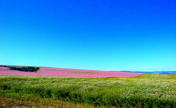поле шалфея в крыму. Смотреть фото поле шалфея в крыму. Смотреть картинку поле шалфея в крыму. Картинка про поле шалфея в крыму. Фото поле шалфея в крыму