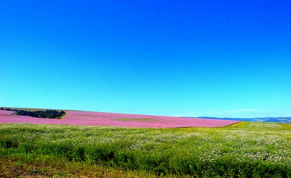 Цветение шалфея в Крыму, июль 2014 г. Фото: Алла Лавриненко/Велика Епоха