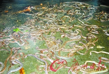 Сотни змей вдруг появились в деревне Гуантан провинции Гуандун. Фото с aboluowang.com