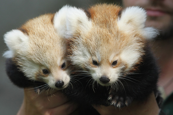 Панди-близнятка народилися в Берлінському зоопарку. Фото: Sean Gallup / Getty Images