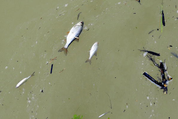 Мертвые рыбы плавают на реке Маркал, около 150 км к западу от Будапешта.Фото: ATTILA Kisbenedek/afp/getty Images