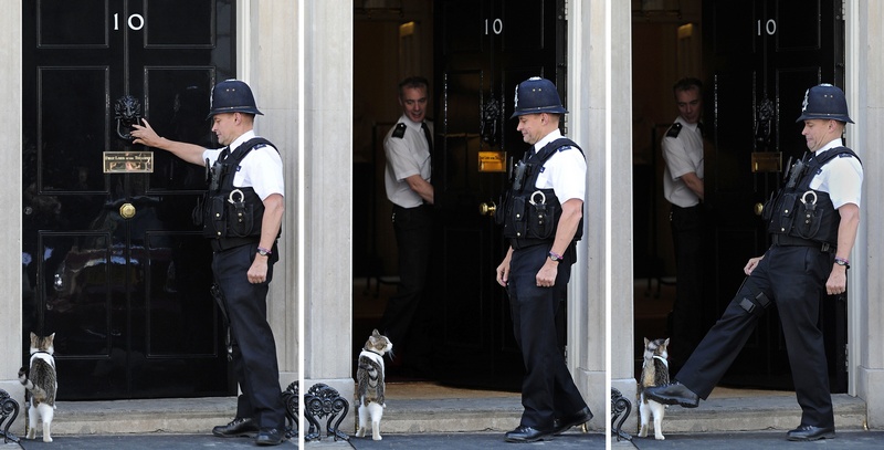 Кіт на прізвисько Ларрі, якого прем'єр-міністр Британії Девід Кемерон поселив у своїй резиденції на Даунінг-стріт для боротьби з гризунами, ігнорує свої обов'язки. Фото: Carl Court/Getty Images