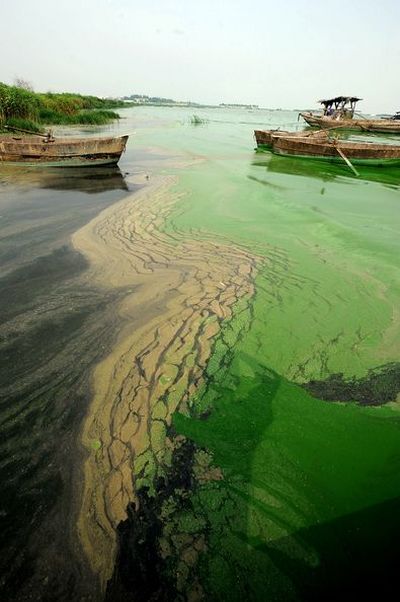 9 июня. Жители г.Чаоху провинции Аньхой вылавливают из воды сине-зелёные водоросли, пытаясь очистить водоёмы. Фото: Getty Images