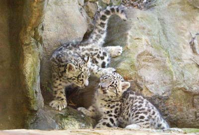 Самець та самка снігового леопарда народилися в жовтні від батьків Леона та Самарри у рамках програми розведення тварин у зоопарку Таронжа. Фото: Давід Ханкок/AFP/Getty Images