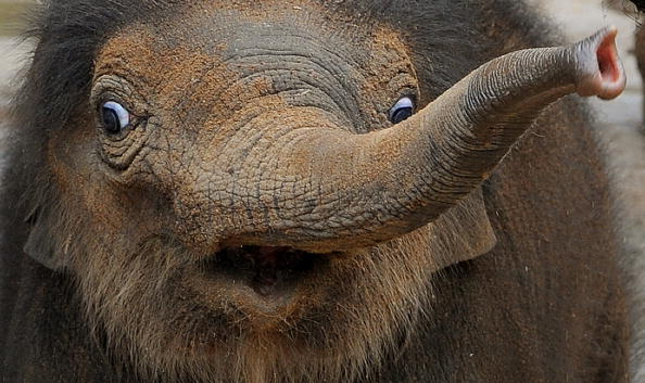 Азиатский слоненок Беби впервые показался публике. Мельбурнский зоопарк (Melbourne Zoo), Австралия. 10 февраля 2010г.Фото: WILLIAM WEST/AFP/Getty Images 