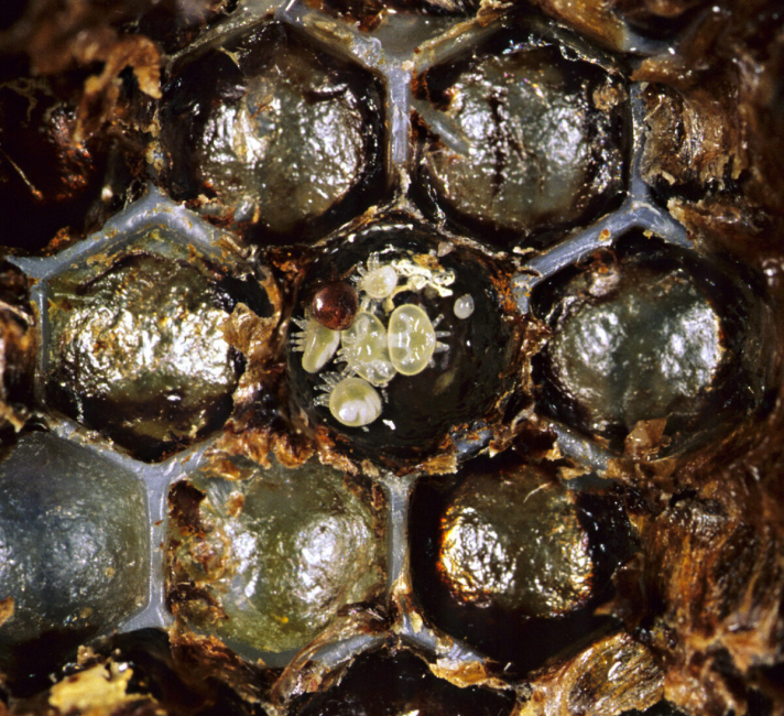 Материнский клещ Варроа и его потомство внутри пчелиной колонии. (AAP Image/Denis Anderson)