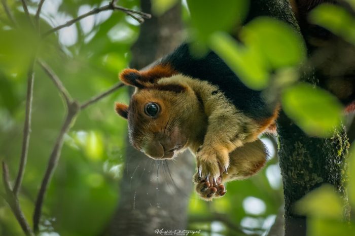 Фото  с любезного разрешения Каушика Виджаяна