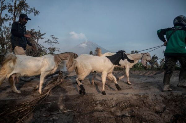 Люди переводят свой скот после извержения вулкана Семеру в деревне Каджар-Кунинг в Лумаджанге, 5 декабря 2022 года. (JUNI KRISWANTO/AFP via Getty Images)