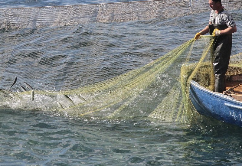Співробітник рибного господарства витягує сітку з кефаллю з Чорного моря поблизу півострова Тарханкут, Крим (File Photo Purchase Licensing Rights)