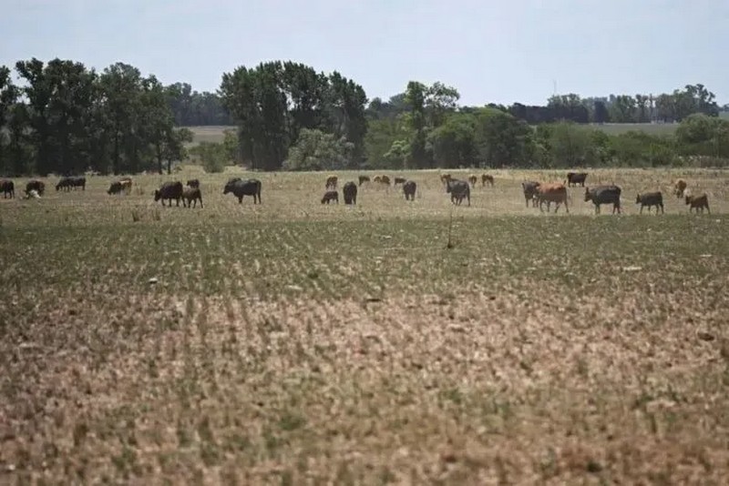 17 січня 2023 року в регіоні спостерігалася посуха і досить посушливі погодні умови, як можна бачити тут, в Арресіфі, провінція Буенос-Айрес. (Luis Robayo/AFP via Getty Images)